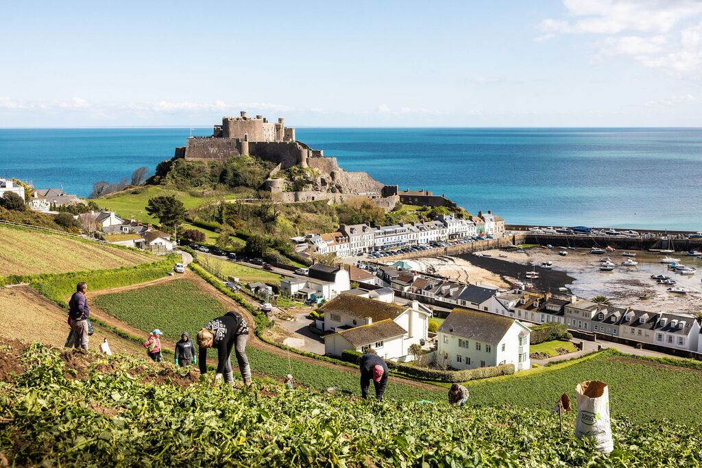 Potato pickers pick Jersey Royals from the cotils near Mont Orgueil Castle