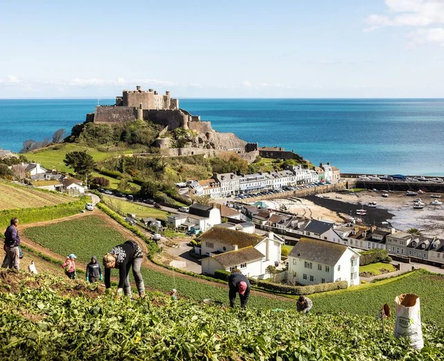 Potato pickers pick Jersey Royals from the cotils near Mont Orgueil Castle